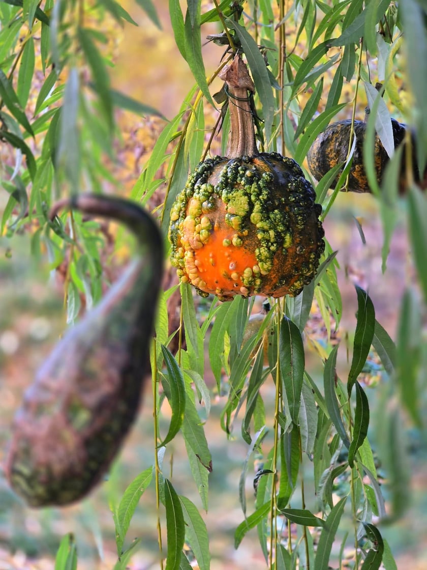 Jesień w Ogrodzie Botanicznym, kt&oacute;ry bedzie czynny do 31 października