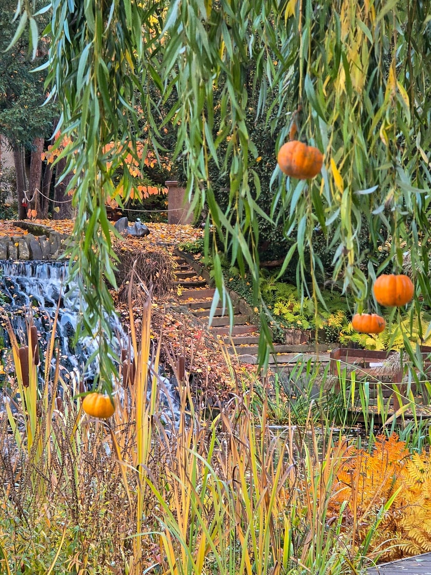 Jesień w Ogrodzie Botanicznym, kt&oacute;ry bedzie czynny do 31 października