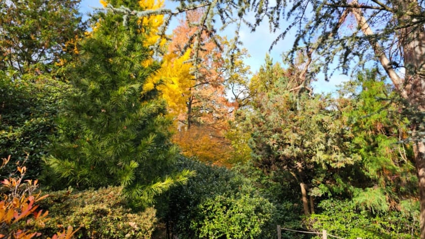 Ogród Japoński we Wrocławiu w jesiennej odsłone