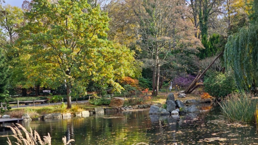 Ogród Japoński we Wrocławiu w jesiennej odsłone