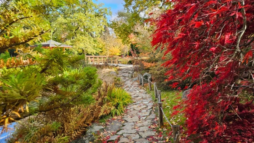 Ogród Japoński we Wrocławiu w jesiennej odsłone