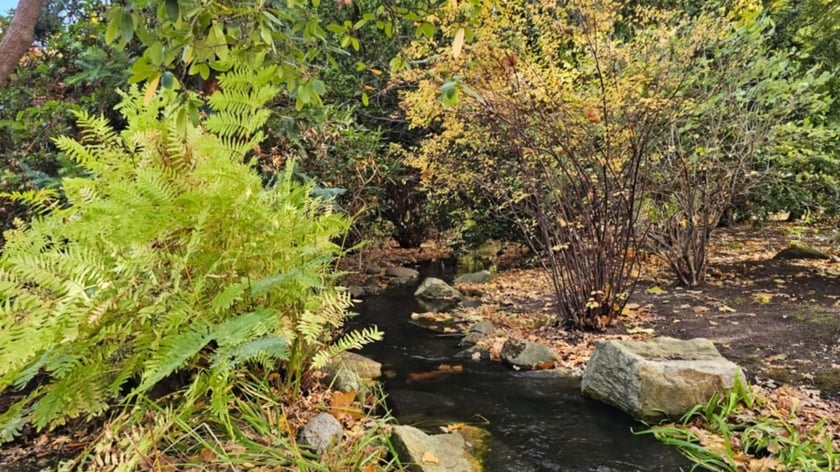 Ogród Japoński we Wrocławiu w jesiennej odsłone