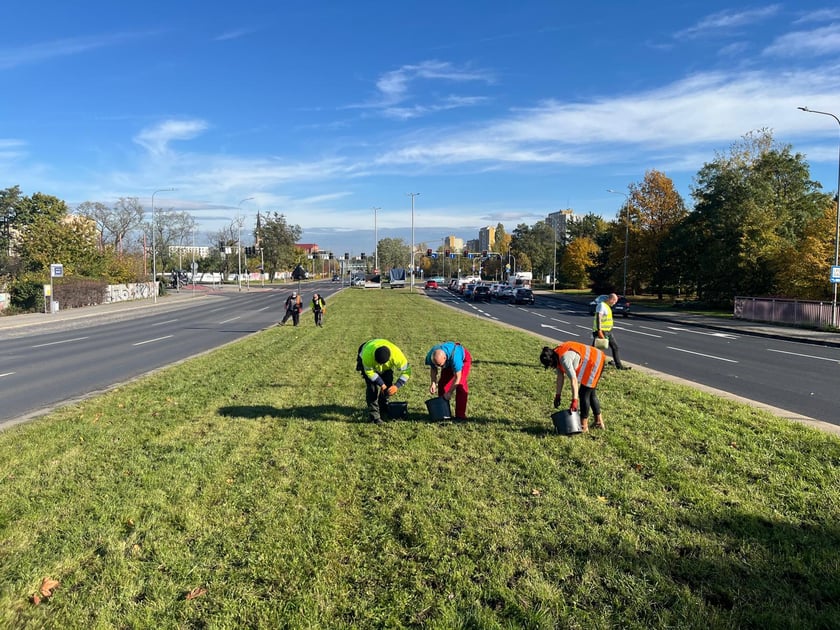 Sadzenie kwiatów cebulowych na ul. Klecińskiej.