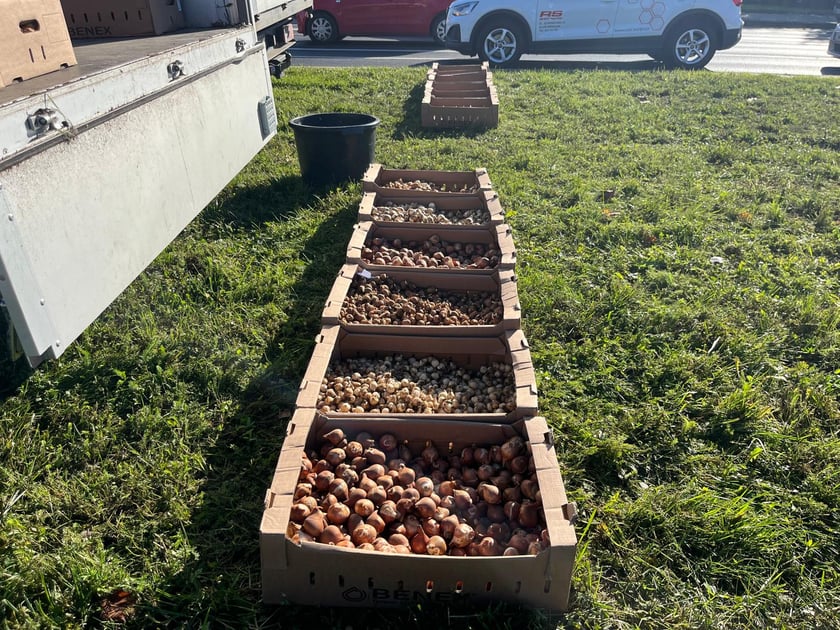 Sadzenie kwiatów cebulowych na ul. Klecińskiej.