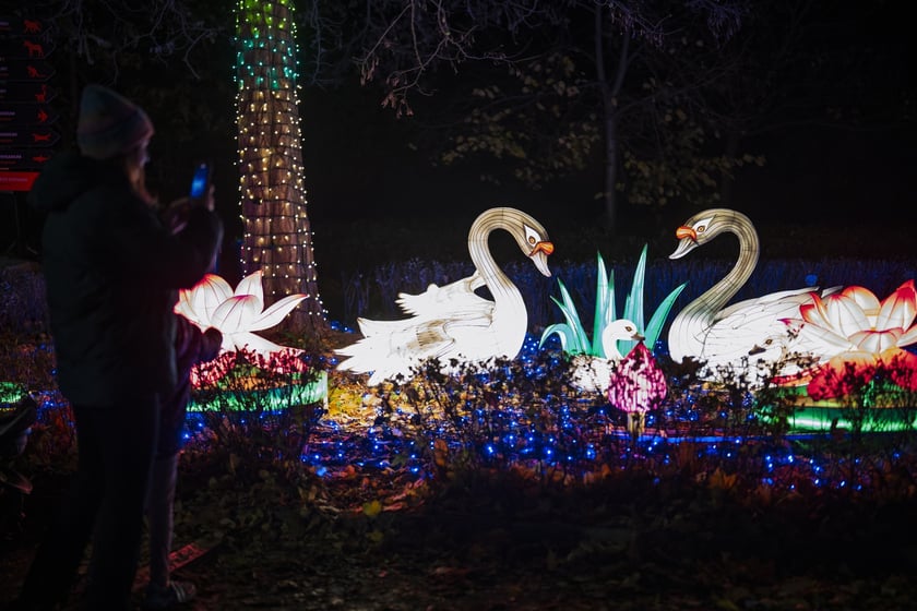 Wystawa garden of Lights-Ogr&oacute;d Świateł &bdquo;Dzika Ameryka&rdquo; potrwa w Zoo Wrocław od 31 października do 1 marca 2026