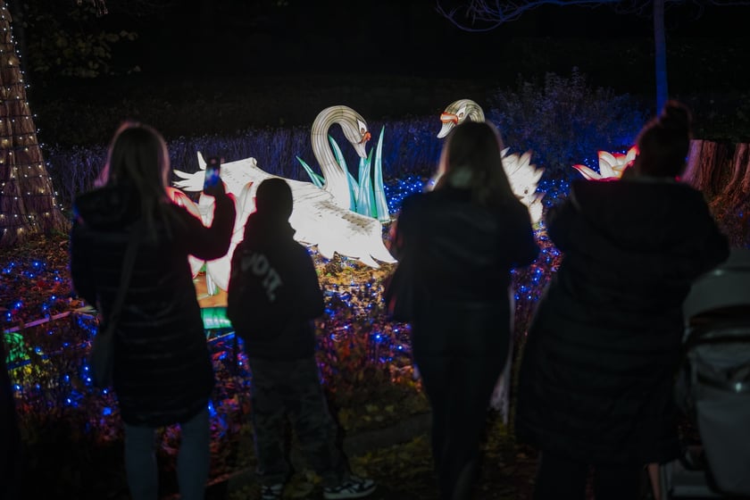 Wystawa garden of Lights-Ogr&oacute;d Świateł &bdquo;Dzika Ameryka&rdquo; potrwa w Zoo Wrocław od 31 października do 1 marca 2026