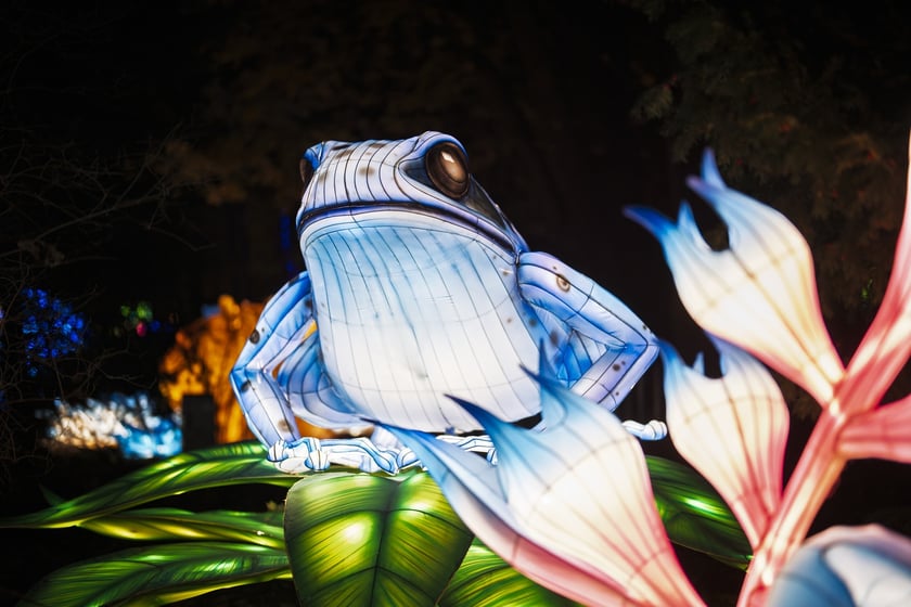 Wystawa garden of Lights-Ogr&oacute;d Świateł &bdquo;Dzika Ameryka&rdquo; potrwa w Zoo Wrocław od 31 października do 1 marca 2026