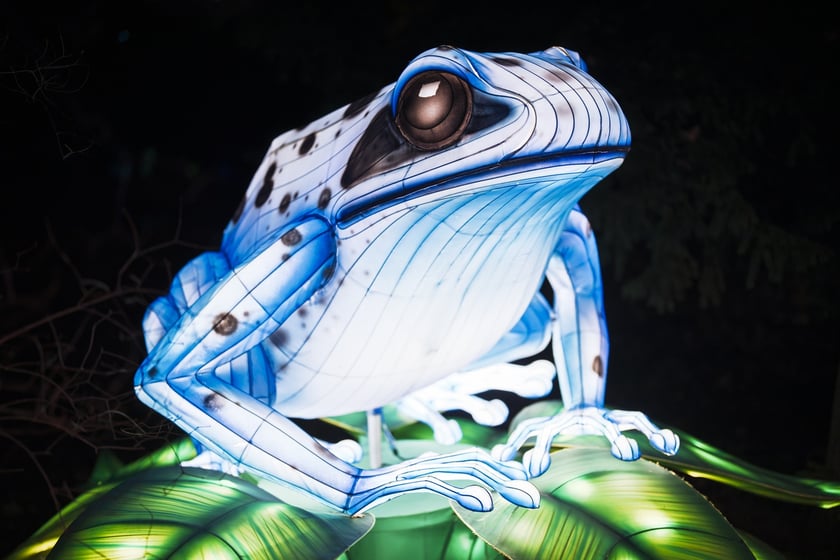 Wystawa garden of Lights-Ogr&oacute;d Świateł &bdquo;Dzika Ameryka&rdquo; potrwa w Zoo Wrocław od 31 października do 1 marca 2026