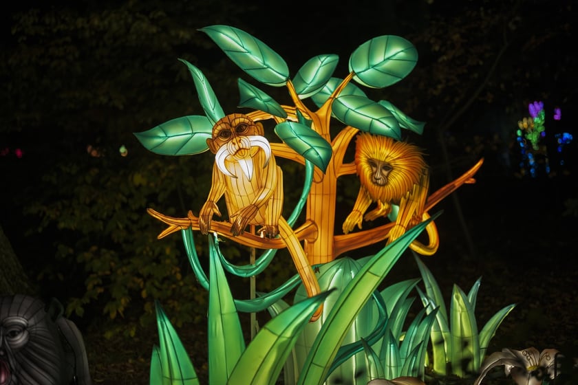 Wystawa garden of Lights-Ogr&oacute;d Świateł &bdquo;Dzika Ameryka&rdquo; potrwa w Zoo Wrocław od 31 października do 1 marca 2026