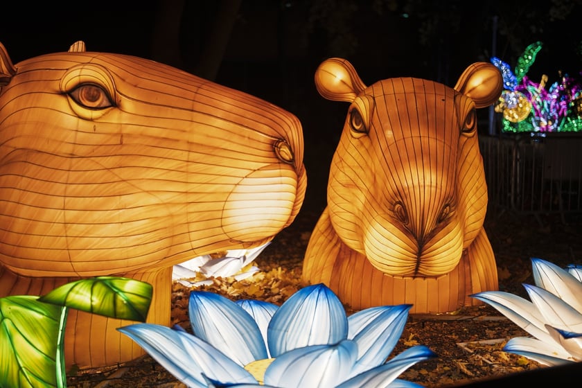 Wystawa garden of Lights-Ogr&oacute;d Świateł &bdquo;Dzika Ameryka&rdquo; potrwa w Zoo Wrocław od 31 października do 1 marca 2026