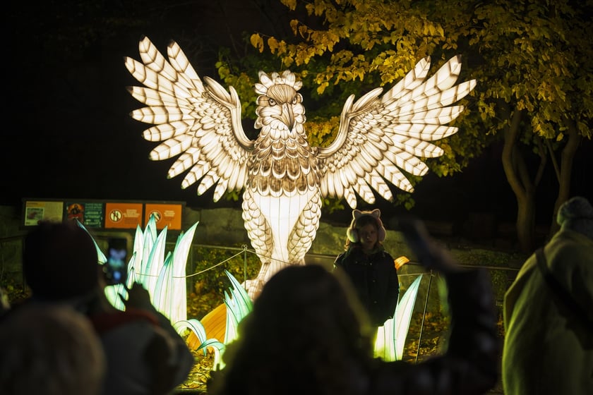 Wystawa garden of Lights-Ogr&oacute;d Świateł &bdquo;Dzika Ameryka&rdquo; potrwa w Zoo Wrocław od 31 października do 1 marca 2026