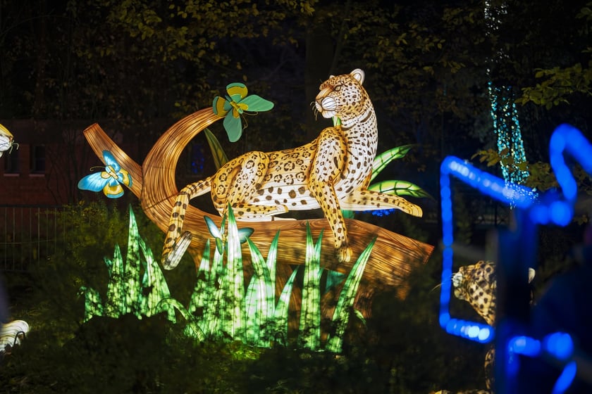 Wystawa garden of Lights-Ogr&oacute;d Świateł &bdquo;Dzika Ameryka&rdquo; potrwa w Zoo Wrocław od 31 października do 1 marca 2026