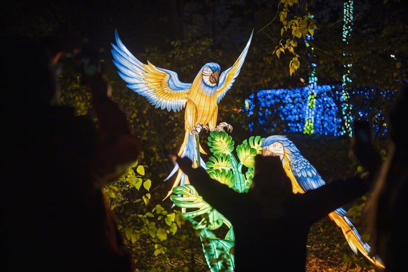 Wystawa garden of Lights-Ogr&oacute;d Świateł &bdquo;Dzika Ameryka&rdquo; potrwa w Zoo Wrocław od 31 października do 1 marca 2026