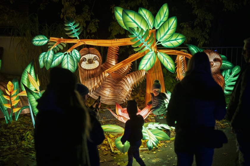 Wystawa garden of Lights-Ogr&oacute;d Świateł &bdquo;Dzika Ameryka&rdquo; potrwa w Zoo Wrocław od 31 października do 1 marca 2026