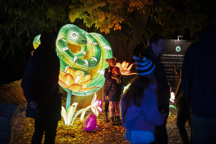 Wystawa garden of Lights-Ogr&oacute;d Świateł &bdquo;Dzika Ameryka&rdquo; potrwa w Zoo Wrocław od 31 października do 1 marca 2026