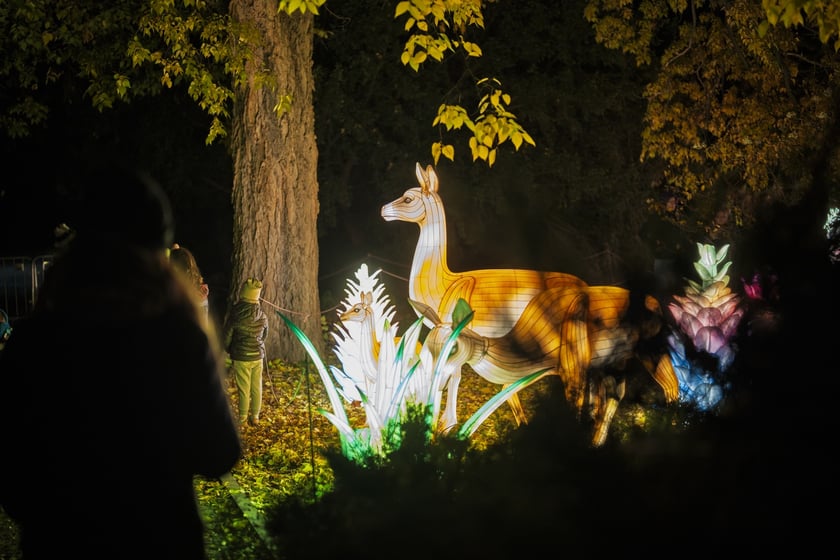 Wystawa garden of Lights-Ogr&oacute;d Świateł &bdquo;Dzika Ameryka&rdquo; potrwa w Zoo Wrocław od 31 października do 1 marca 2026