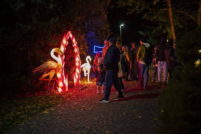 Wystawa garden of Lights-Ogr&oacute;d Świateł &bdquo;Dzika Ameryka&rdquo; potrwa w Zoo Wrocław od 31 października do 1 marca 2026