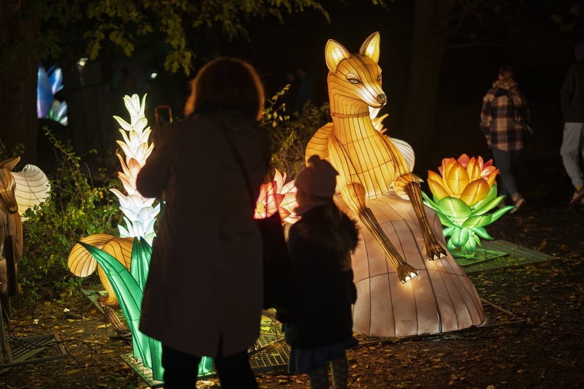 Wystawa garden of Lights-Ogr&oacute;d Świateł &bdquo;Dzika Ameryka&rdquo; potrwa w Zoo Wrocław od 31 października do 1 marca 2026