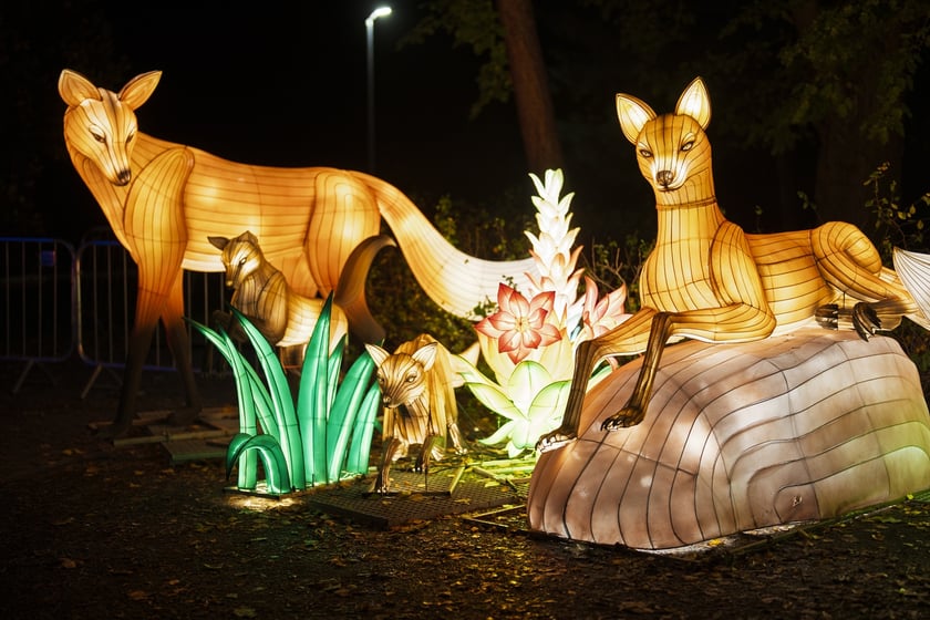 Wystawa garden of Lights-Ogr&oacute;d Świateł &bdquo;Dzika Ameryka&rdquo; potrwa w Zoo Wrocław od 31 października do 1 marca 2026