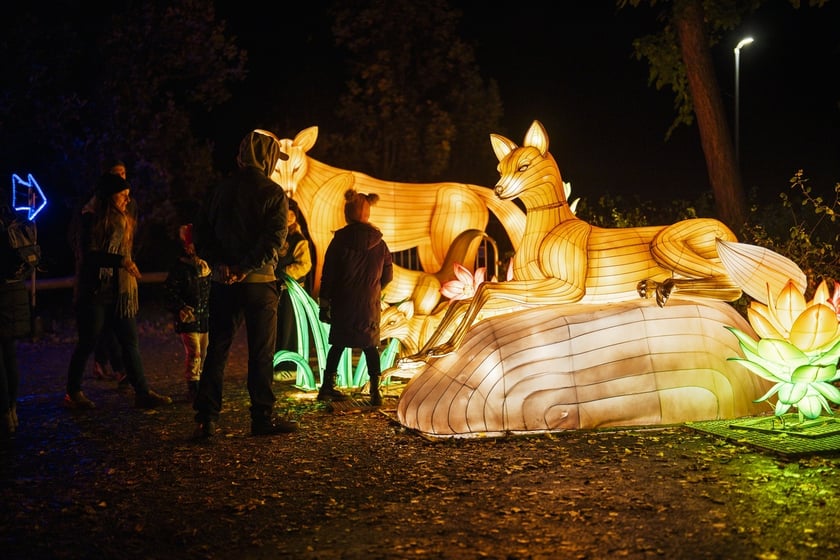 Wystawa garden of Lights-Ogr&oacute;d Świateł &bdquo;Dzika Ameryka&rdquo; potrwa w Zoo Wrocław od 31 października do 1 marca 2026