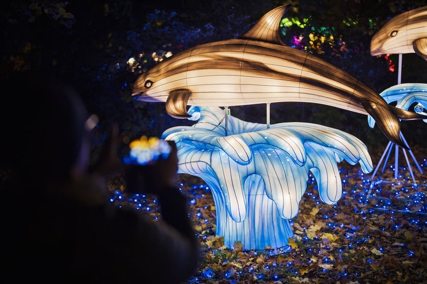 Wystawa garden of Lights-Ogr&oacute;d Świateł &bdquo;Dzika Ameryka&rdquo; potrwa w Zoo Wrocław od 31 października do 1 marca 2026