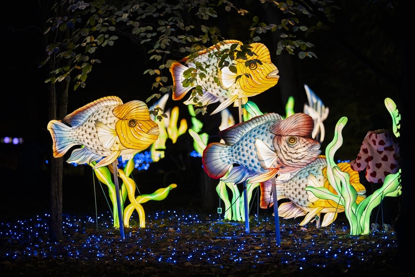 Wystawa garden of Lights-Ogr&oacute;d Świateł &bdquo;Dzika Ameryka&rdquo; potrwa w Zoo Wrocław od 31 października do 1 marca 2026