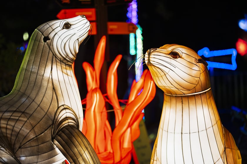 Wystawa garden of Lights-Ogr&oacute;d Świateł &bdquo;Dzika Ameryka&rdquo; potrwa w Zoo Wrocław od 31 października do 1 marca 2026