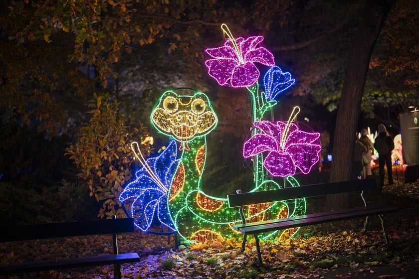Wystawa garden of Lights-Ogr&oacute;d Świateł &bdquo;Dzika Ameryka&rdquo; potrwa w Zoo Wrocław od 31 października do 1 marca 2026