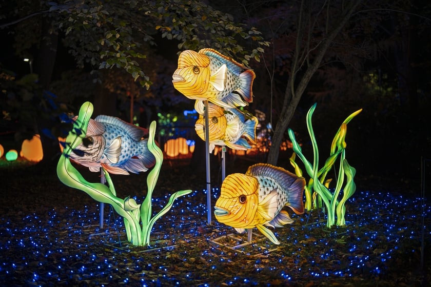 Wystawa garden of Lights-Ogr&oacute;d Świateł &bdquo;Dzika Ameryka&rdquo; potrwa w Zoo Wrocław od 31 października do 1 marca 2026