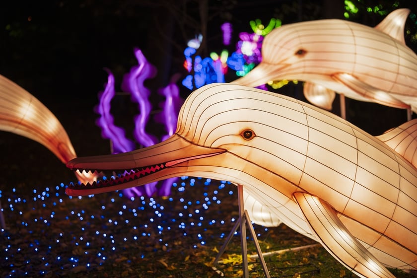 Wystawa garden of Lights-Ogr&oacute;d Świateł &bdquo;Dzika Ameryka&rdquo; potrwa w Zoo Wrocław od 31 października do 1 marca 2026