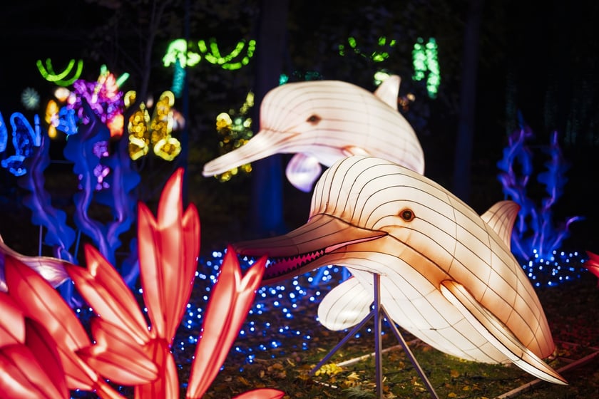 Wystawa garden of Lights-Ogr&oacute;d Świateł &bdquo;Dzika Ameryka&rdquo; potrwa w Zoo Wrocław od 31 października do 1 marca 2026