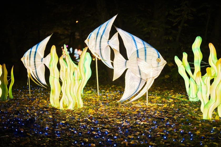 Wystawa garden of Lights-Ogr&oacute;d Świateł &bdquo;Dzika Ameryka&rdquo; potrwa w Zoo Wrocław od 31 października do 1 marca 2026