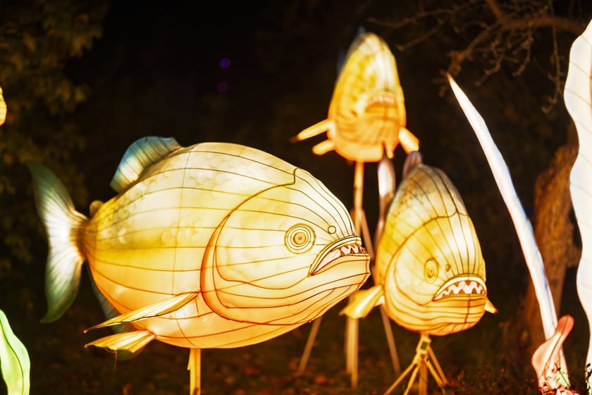 Wystawa garden of Lights-Ogr&oacute;d Świateł &bdquo;Dzika Ameryka&rdquo; potrwa w Zoo Wrocław od 31 października do 1 marca 2026