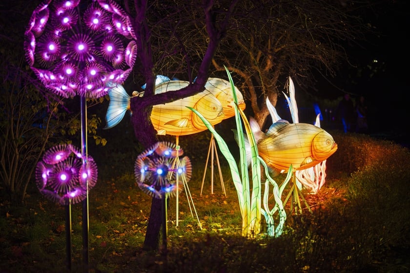 Wystawa garden of Lights-Ogr&oacute;d Świateł &bdquo;Dzika Ameryka&rdquo; potrwa w Zoo Wrocław od 31 października do 1 marca 2026