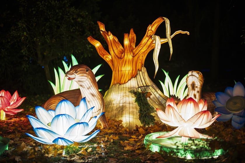 Wystawa garden of Lights-Ogr&oacute;d Świateł &bdquo;Dzika Ameryka&rdquo; potrwa w Zoo Wrocław od 31 października do 1 marca 2026