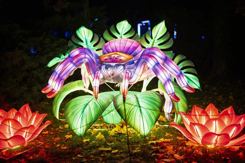 Wystawa garden of Lights-Ogr&oacute;d Świateł &bdquo;Dzika Ameryka&rdquo; potrwa w Zoo Wrocław od 31 października do 1 marca 2026