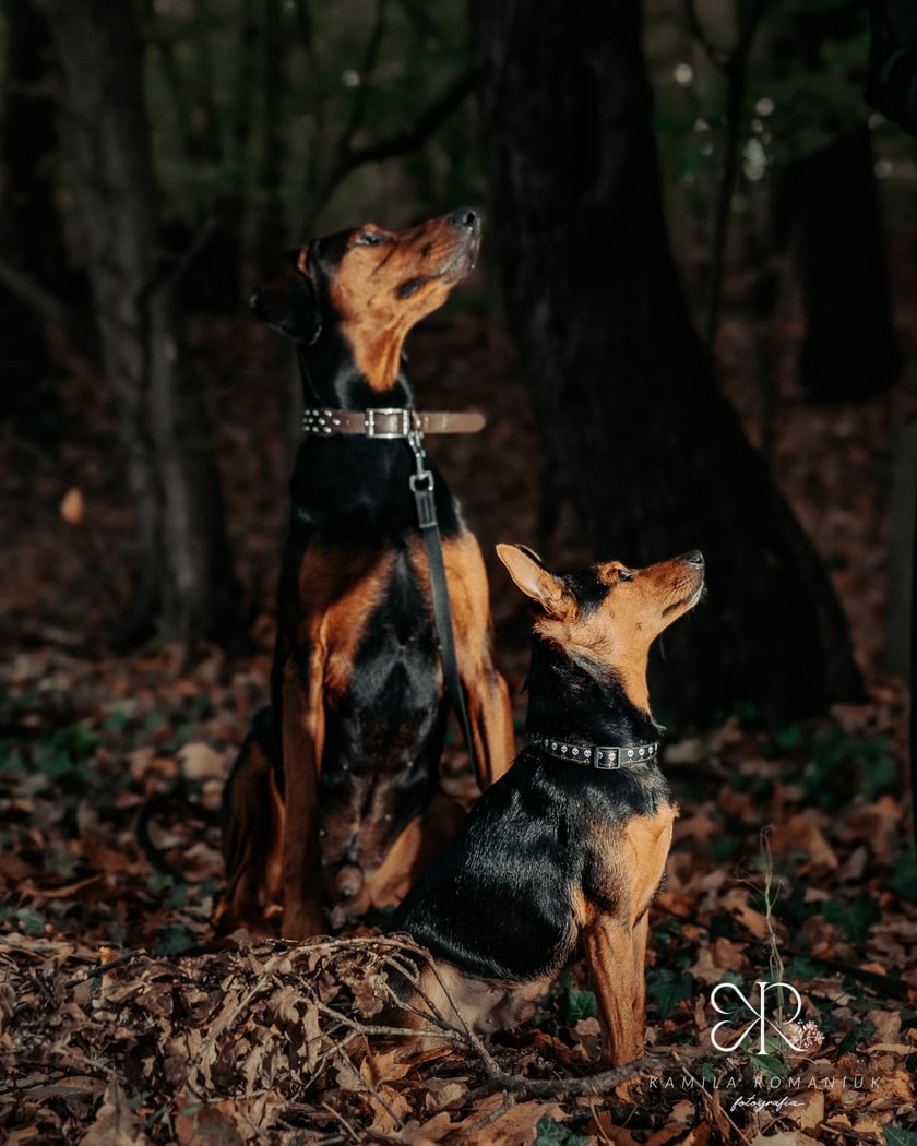 Halloweenowa sesja z podopiecznymi wrocławskiego Schroniska dla Bezdomnych Zwierząt.