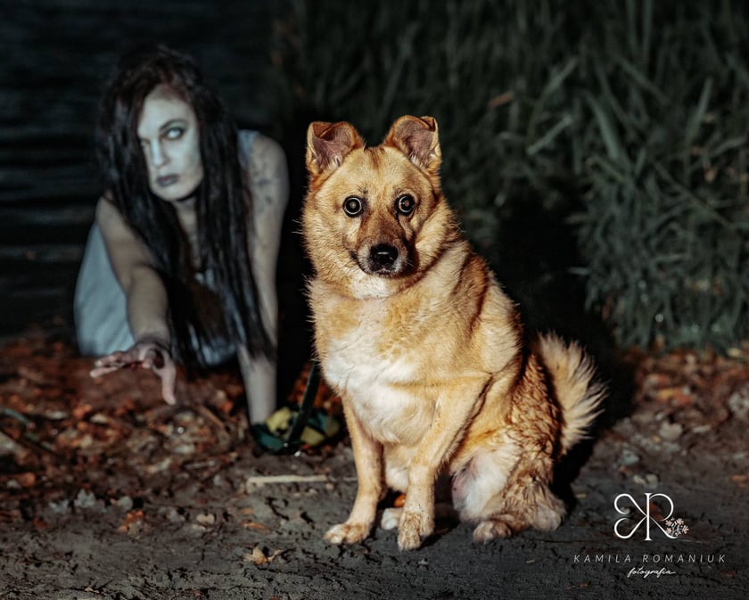 Halloweenowa sesja z podopiecznymi wrocławskiego Schroniska dla Bezdomnych Zwierząt.