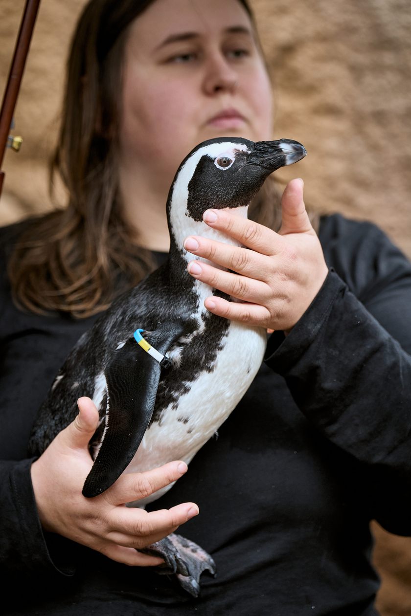 wrocławskie zoo łączy siły z Politechniką, by ratować zagrożone wyginięciem pingwiny przylądkowe za pomocą sztucznej inteligencji