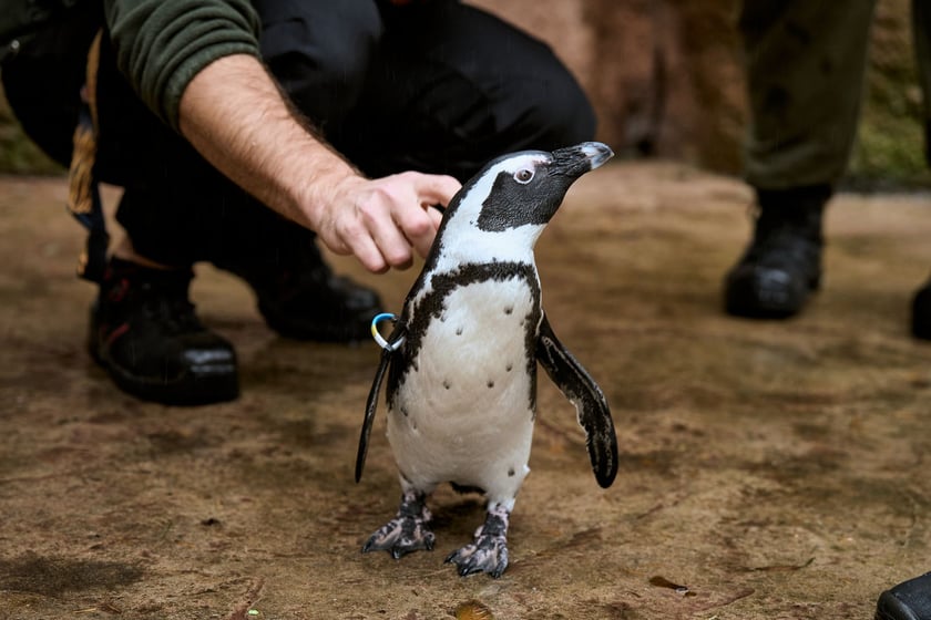 wrocławskie zoo łączy siły z Politechniką, by ratować zagrożone wyginięciem pingwiny przylądkowe za pomocą sztucznej inteligencji