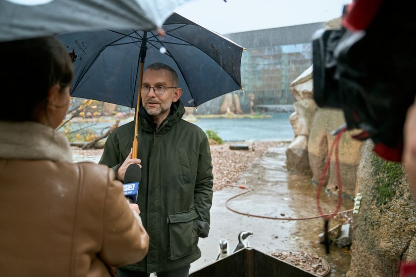 wrocławskie zoo łączy siły z Politechniką, by ratować zagrożone wyginięciem pingwiny przylądkowe za pomocą sztucznej inteligencji