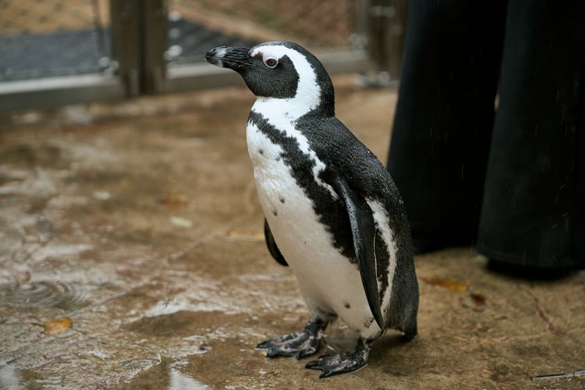 wrocławskie zoo łączy siły z Politechniką, by ratować zagrożone wyginięciem pingwiny przylądkowe za pomocą sztucznej inteligencji