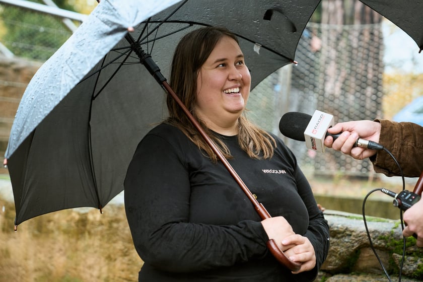 Wrocławskie zoo łączy siły z Politechniką, by ratować zagrożone wyginięciem pingwiny przylądkowe za pomocą sztucznej inteligencji