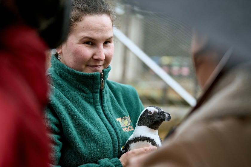 Wrocławskie zoo łączy siły z Politechniką, by ratować zagrożone wyginięciem pingwiny przylądkowe za pomocą sztucznej inteligencji