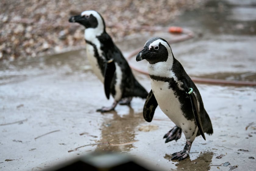 wrocławskie zoo łączy siły z Politechniką, by ratować zagrożone wyginięciem pingwiny przylądkowe za pomocą sztucznej inteligencji