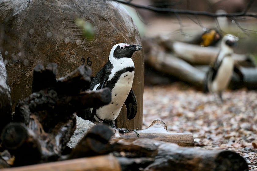 wrocławskie zoo łączy siły z Politechniką, by ratować zagrożone wyginięciem pingwiny przylądkowe za pomocą sztucznej inteligencji