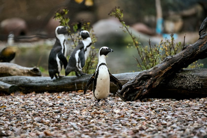 wrocławskie zoo łączy siły z Politechniką, by ratować zagrożone wyginięciem pingwiny przylądkowe za pomocą sztucznej inteligencji