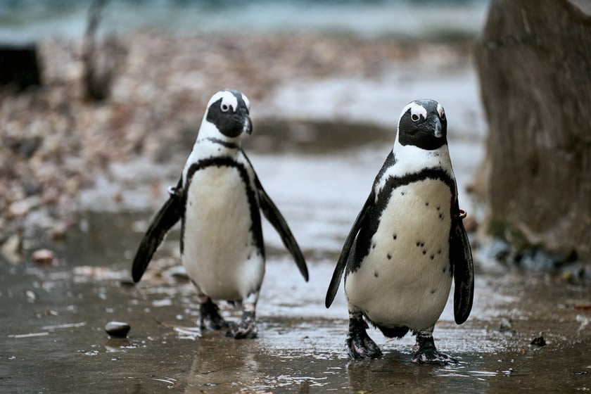wrocławskie zoo łączy siły z Politechniką, by ratować zagrożone wyginięciem pingwiny przylądkowe za pomocą sztucznej inteligencji