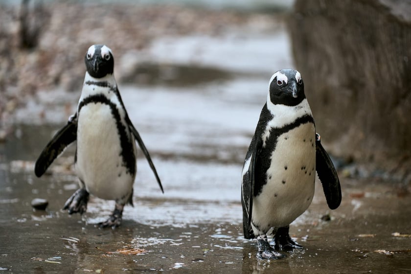 Pingwiny przylądkowe we wrocławskim zoo.