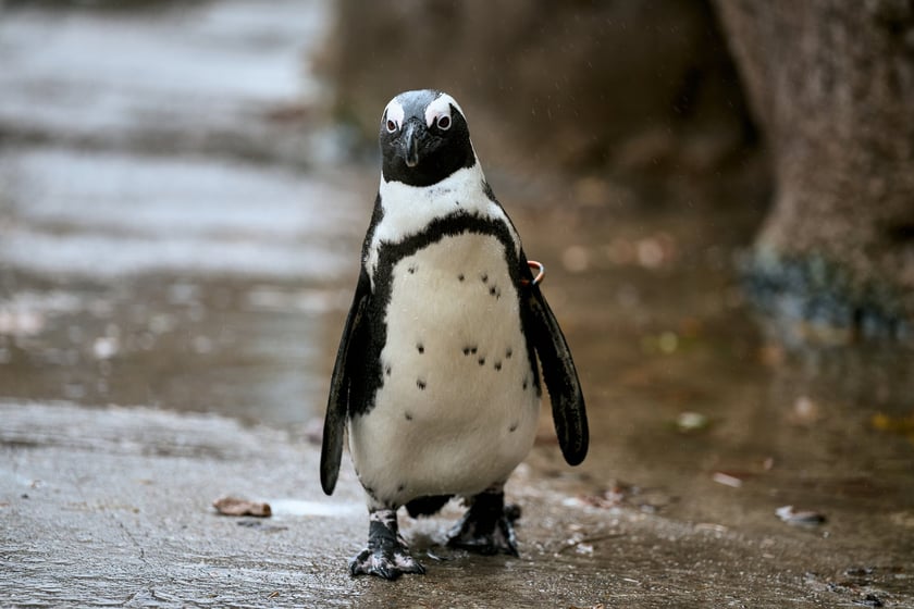 Wrocławskie zoo łączy siły z Politechniką, by ratować zagrożone wyginięciem pingwiny przylądkowe za pomocą sztucznej inteligencji